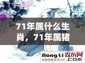 1971年生肖运势详解,猪的机遇与挑战分析