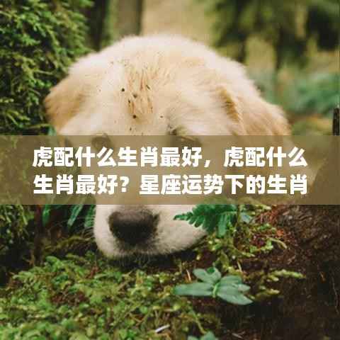 生肖虎的最佳配对生肖揭秘,星座运势下的生肖合作奥秘