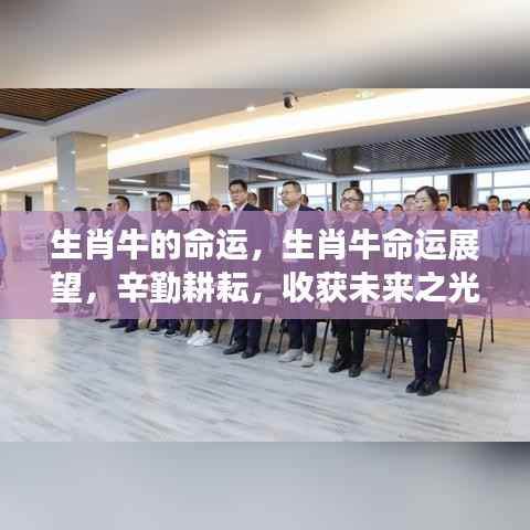 生肖牛命运展望,辛勤耕耘,未来收获希望之光