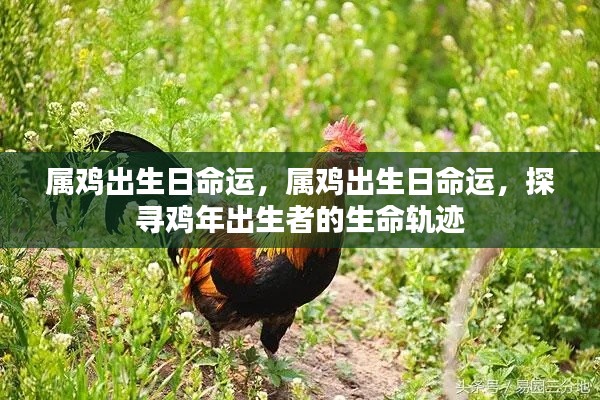 鸡年出生者的命运轨迹探索,出生日命运解析