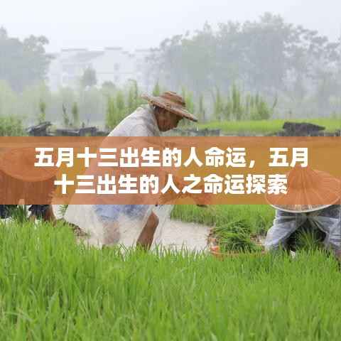 五月十三出生的人命运探索与解析