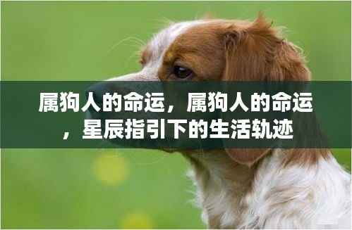 属狗人的命运探索,星辰指引下的生活轨迹