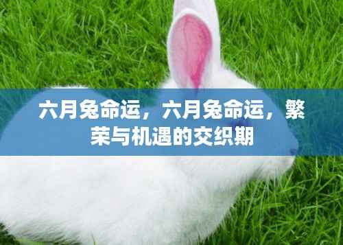 六月兔的命运,繁荣与机遇的交织时期