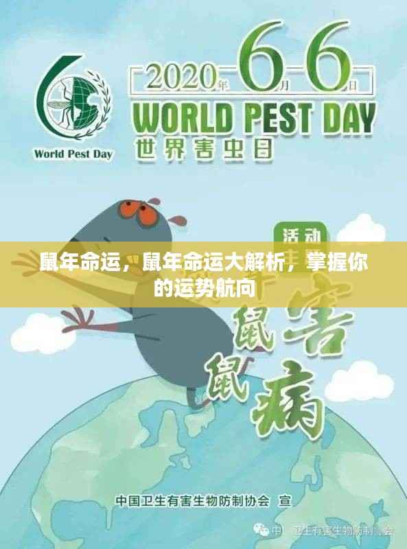 鼠年命运揭秘,掌握运势航向的全方位解析