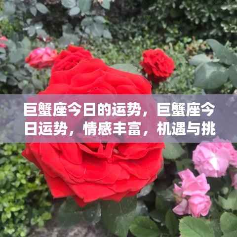 巨蟹座今日运势,情感丰富,机遇挑战并存