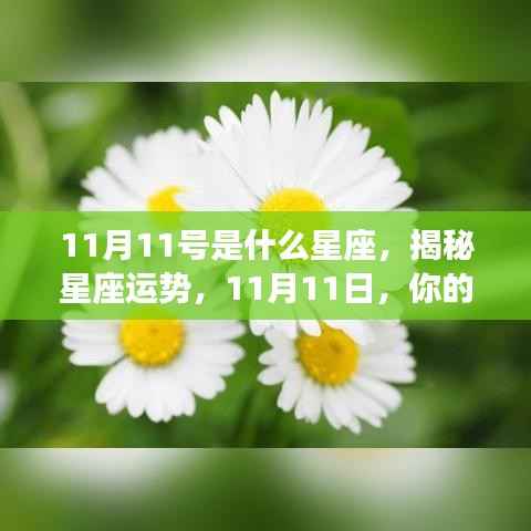 揭秘11月11日星座运势,你的星座运势如何?