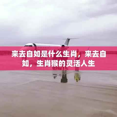 来去自如,生肖猴的灵活人生探索