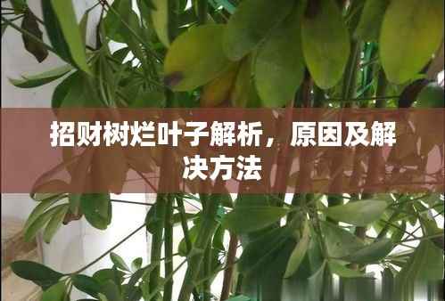 招财树烂叶子解析,原因及解决方法