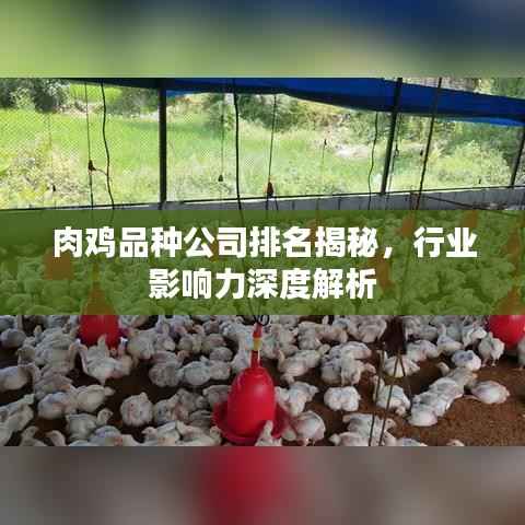 肉鸡品种公司排名揭秘,行业影响力深度解析