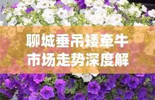 聊城垂吊矮牵牛市场走势深度解析