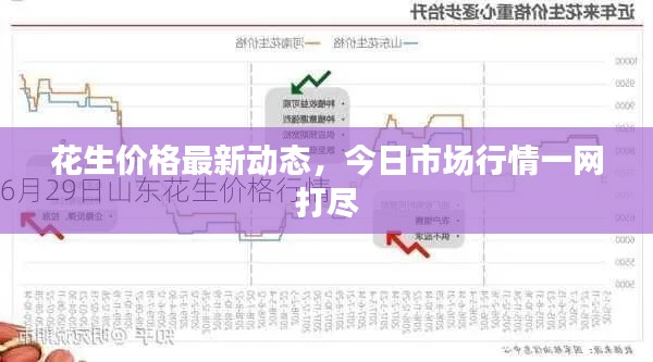 花生价格最新动态,今日市场行情一网打尽