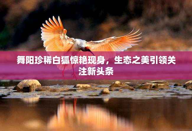 舞阳珍稀白狐惊艳现身,生态之美引领关注新头条