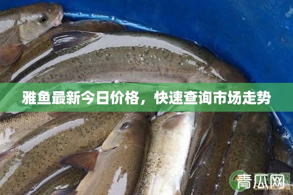 雅鱼最新今日价格,快速查询市场走势