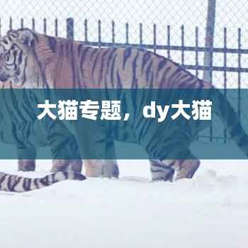 大猫专题，dy大猫 