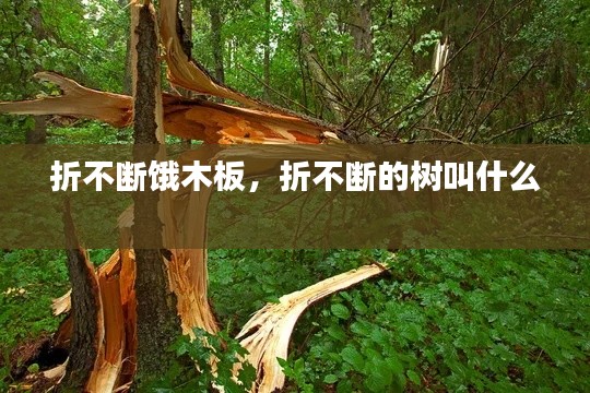 折不断饿木板,折不断的树叫什么