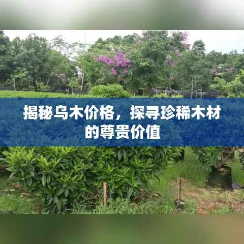 揭秘乌木价格,探寻珍稀木材的尊贵价值